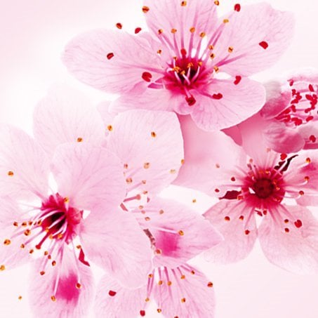 2 Ingredient 453x453 Sakura